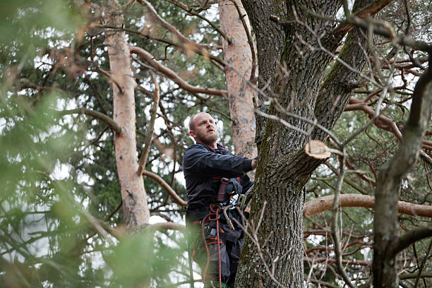  Wheeling, WV Tree Care Pros